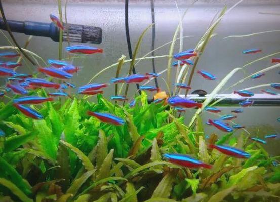 寶蓮燈魚_寶蓮燈魚繁殖技巧_寶蓮燈魚繁殖方法