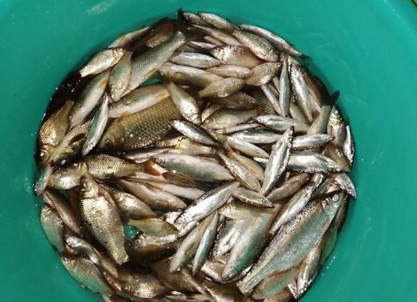 自制谷麥餌料_釣魚技巧大全之如何釣野窩_谷麥釣法