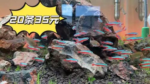 寶蓮燈魚水族箱布置_寶蓮燈魚_寶蓮燈魚飼養技巧