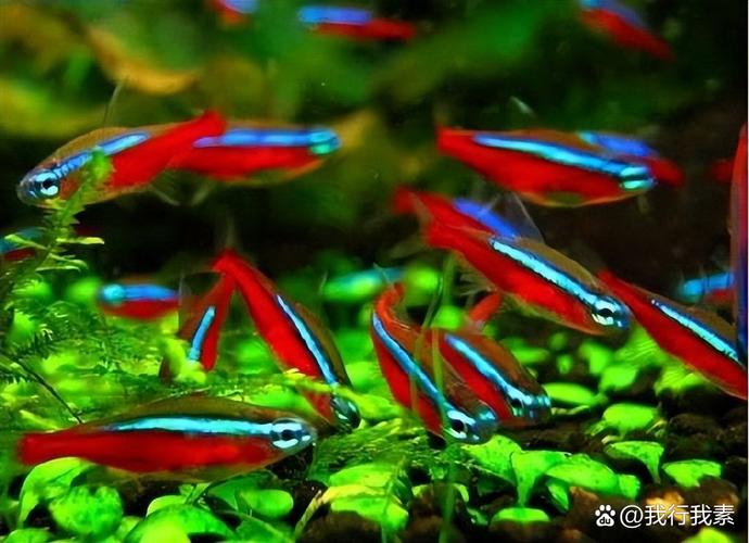 寶蓮燈魚飼養技巧_寶蓮燈魚水族箱布置_寶蓮燈魚
