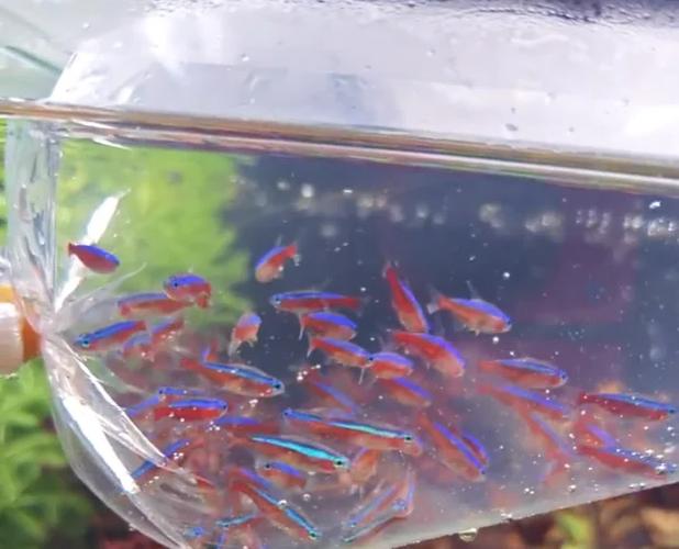 寶蓮燈魚_寶蓮燈魚水族箱布置_寶蓮燈魚飼養技巧