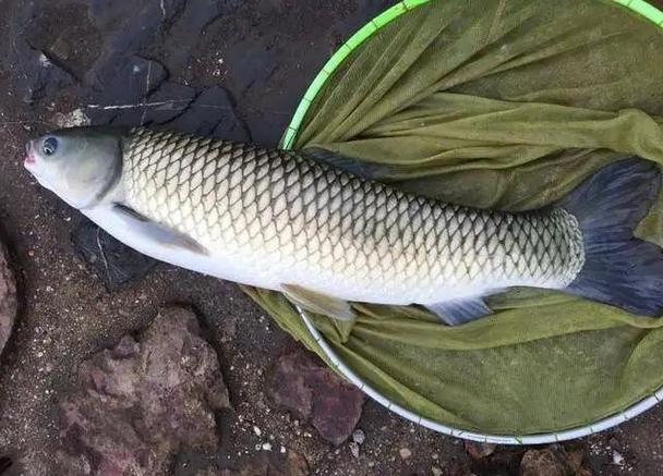 冬季釣草魚用什么商品餌最好_冬季釣草魚加什么小藥合適_冬季釣草魚用什么餌料比較好