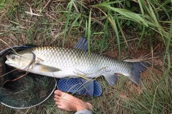 昆山富翁釣魚場_江蘇釣魚場詐騙案_昆山釣大魚