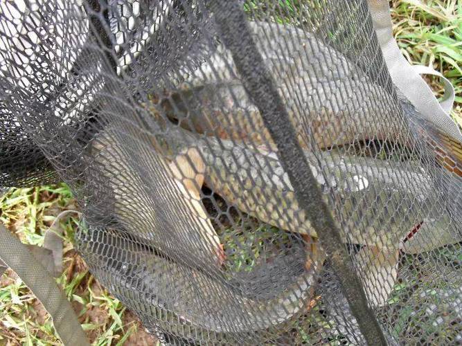 浮釣草魚誘魚技巧_浮釣草魚用什么餌料效果最好_夏季草魚底釣打窩訣竅