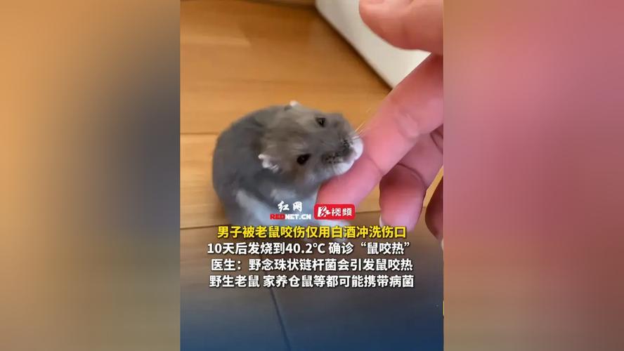 制作老鼠毒藥教程_捕捉老鼠的方法_捕鼠方法