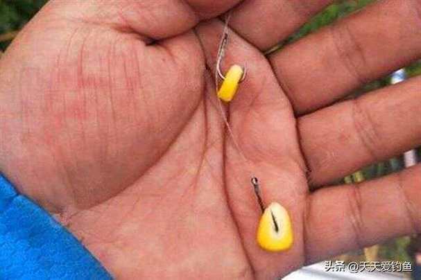 香蕉餌釣草魚技巧_釣草魚用香蕉餌_浮釣草魚用什么餌料效果最好