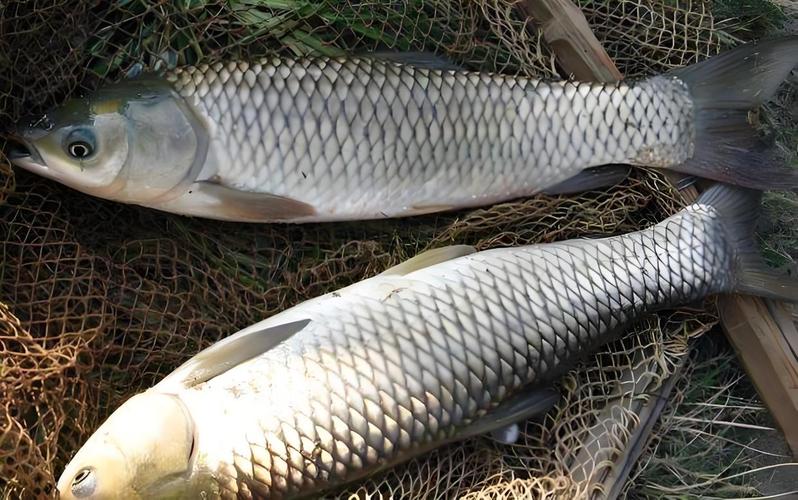 香蕉餌釣草魚技巧_釣草魚用香蕉餌_浮釣草魚用什么餌料效果最好