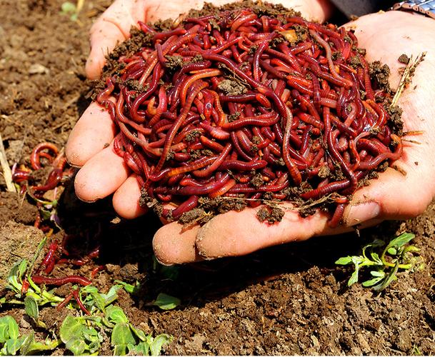 降溫天釣魚_釣位選擇淺水區_冬天釣草魚用什么餌比較好