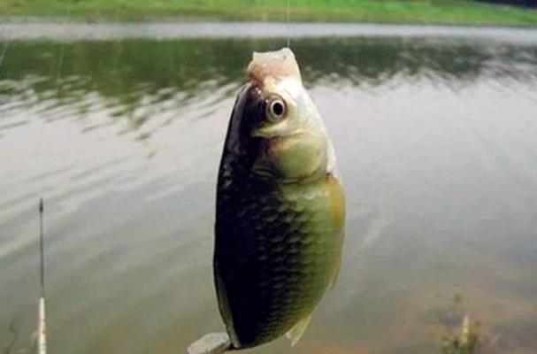 選擇合適的釣點臺釣_臺釣技巧_臺釣魚技巧