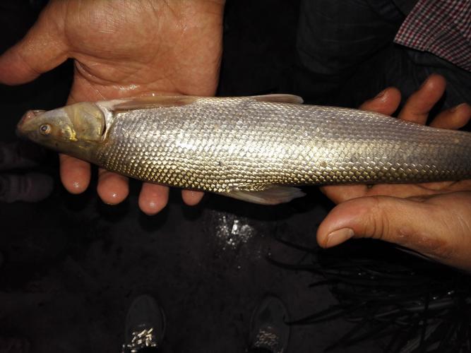 成都避暑釣魚攻略_雅安望魚古鎮垂釣_明天下午成都市區出發雅安漢源湖釣魚