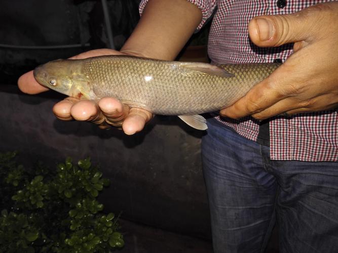 成都避暑釣魚攻略_明天下午成都市區出發雅安漢源湖釣魚_雅安望魚古鎮垂釣