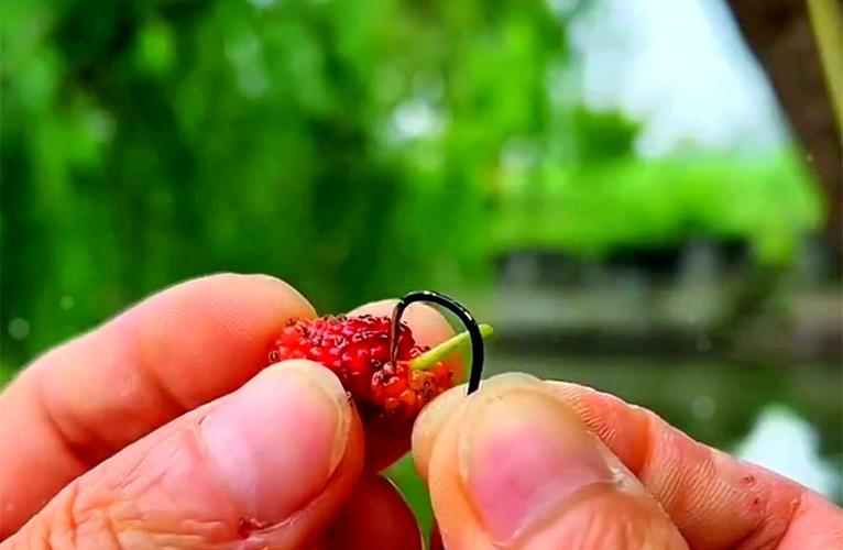 草魚釣法_釣草魚溫度選擇_草魚餌料窩料配方