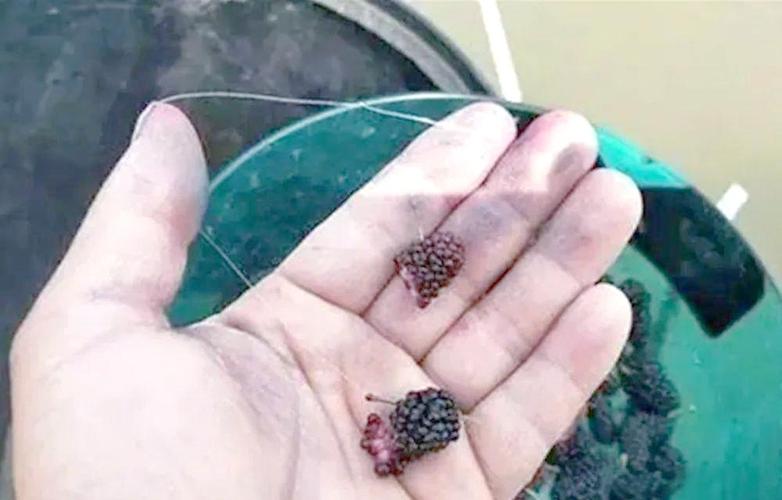 釣草魚溫度選擇_草魚釣法_草魚餌料窩料配方