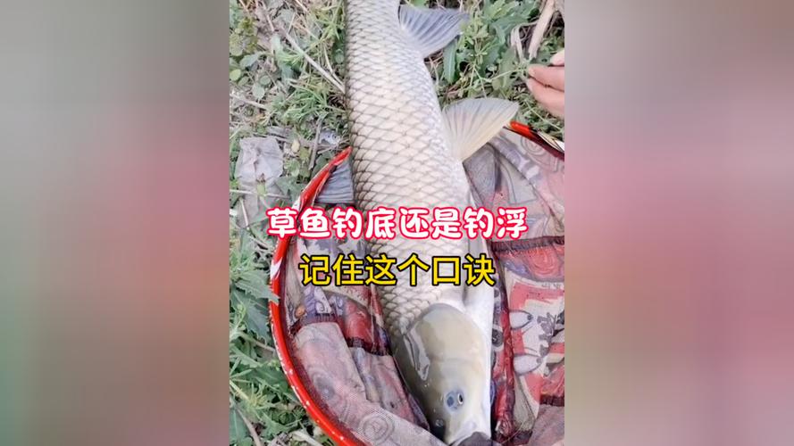 草魚釣浮打窩方法_釣草魚浮釣技巧_拋竿釣草魚用什么餌最好