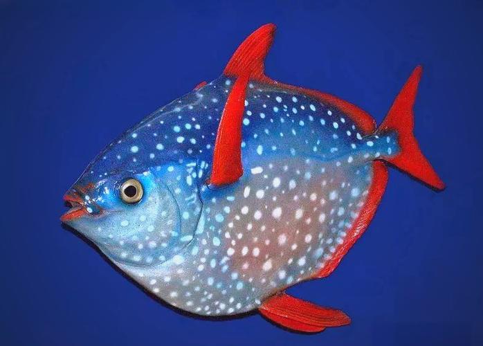 月亮魚_深海暖男_月亮魚圖片