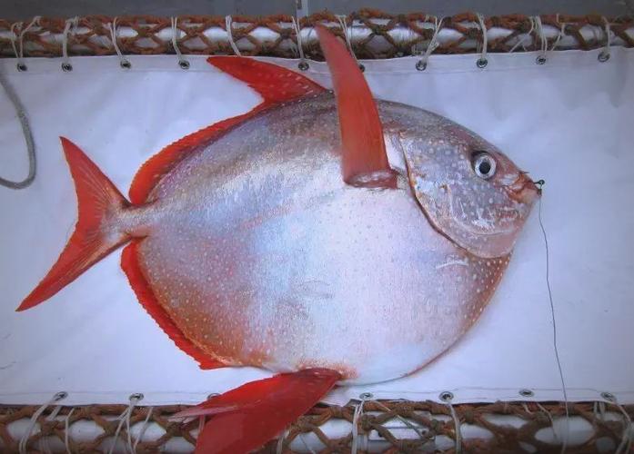 月亮魚圖片_深海暖男_月亮魚