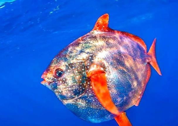 深海暖男_月亮魚圖片_月亮魚