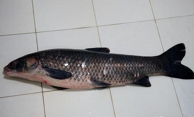 青魚營養價值_青魚傳統年節食用習俗_青魚是什么魚