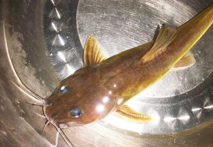 釣魚基礎餌配方_墨線魚最佳餌料配方?_釣魚低成本餌料配方