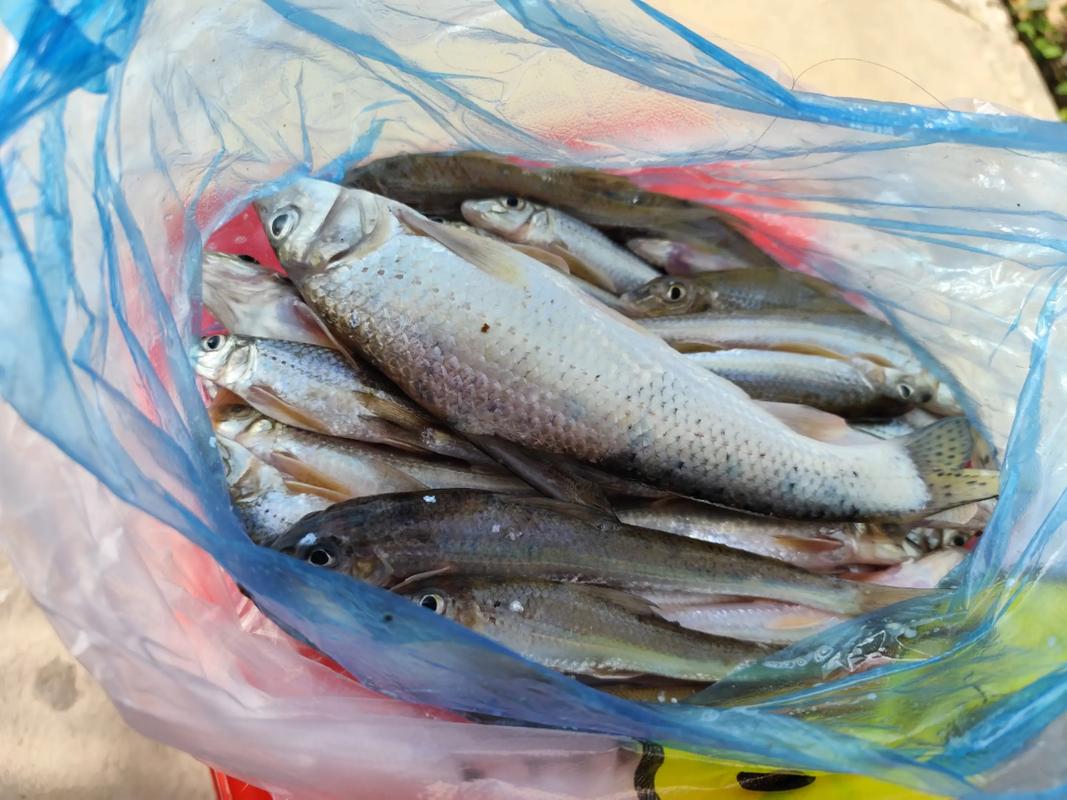 釣魚基礎餌配方_墨線魚最佳餌料配方?_釣魚低成本餌料配方