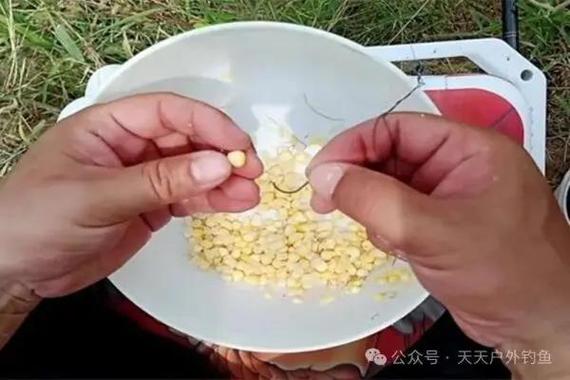 野釣草魚習性餌料釣法攻略_8月釣草魚用什么餌最好_新手野釣草魚技巧