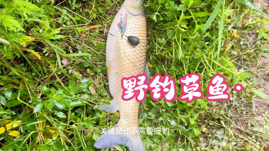 野釣草魚習性餌料釣法攻略_8月釣草魚用什么餌最好_新手野釣草魚技巧