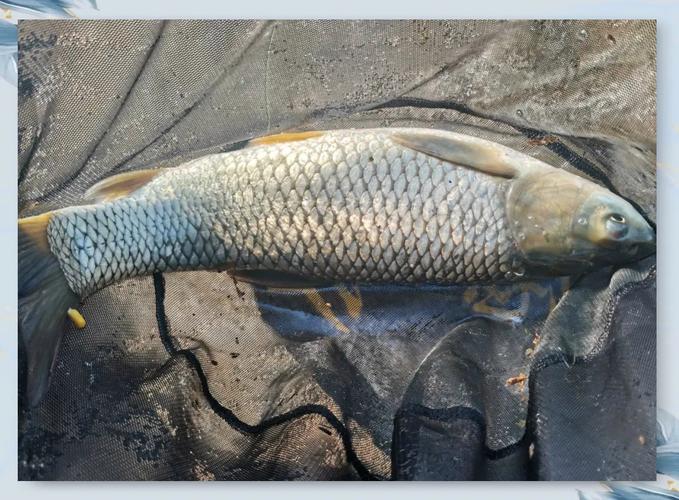 11月份釣草魚用什么餌料_幾月份釣草魚的最佳時段_釣餌料草魚月份用幾號鉤