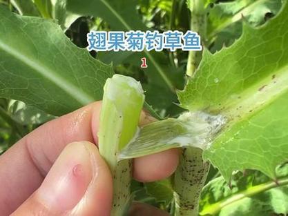 夏天釣草魚用什么餌_8月釣草魚用什么餌最好_水果釣草魚配方