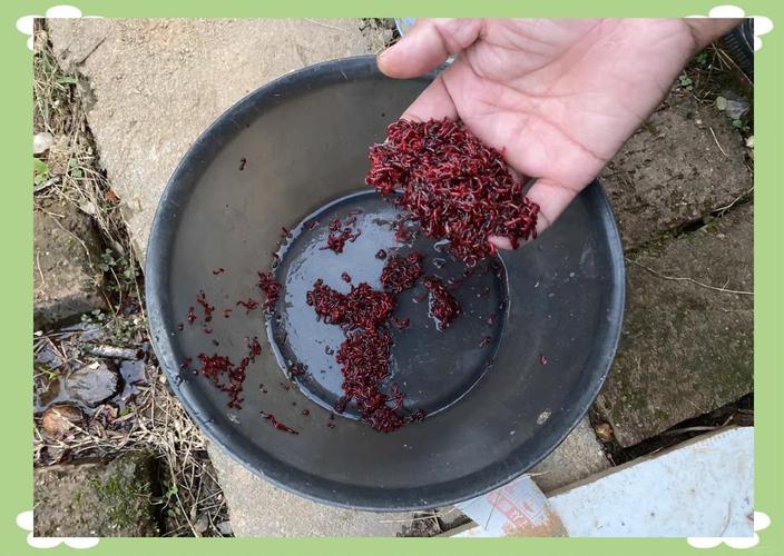 冬天釣魚餌料_野釣用什么餌料上魚快_紅蟲冬釣技巧