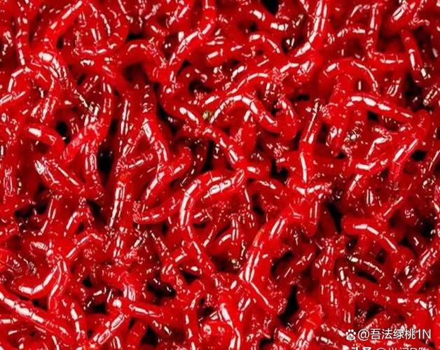 野釣用什么餌料上魚快_紅蟲冬釣技巧_冬天釣魚餌料