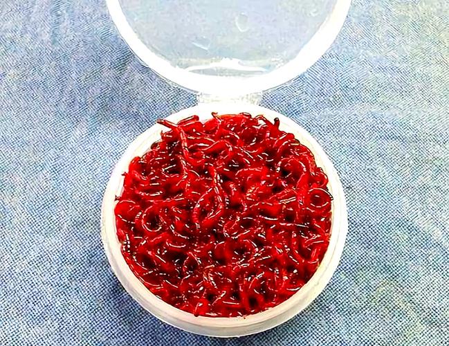 紅蟲冬釣技巧_野釣用什么餌料上魚快_冬天釣魚餌料