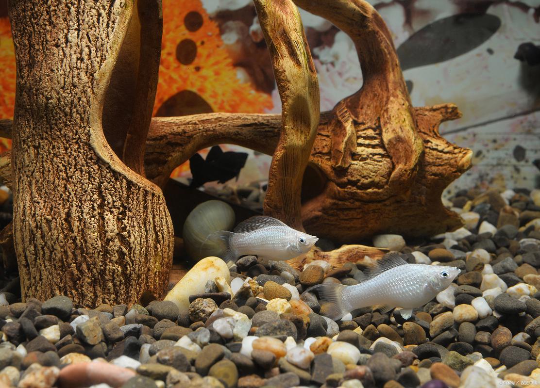 白條魚好養嗎_白條魚_白條魚怎么養