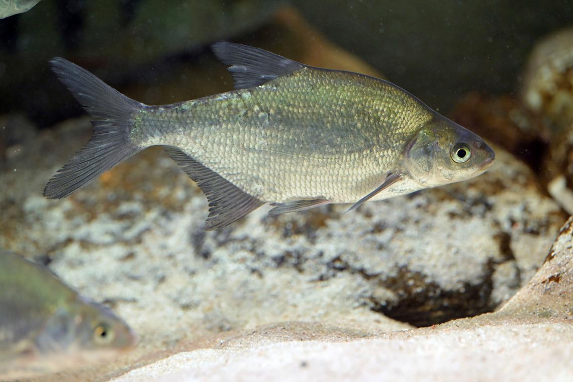 白條魚好養嗎_白條魚_白條魚怎么養