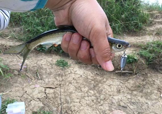 白條魚好養嗎_白條魚怎么養_白條魚