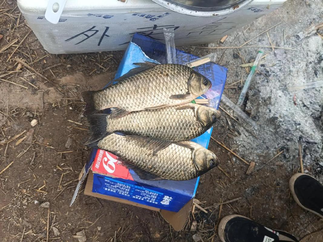 水庫野釣鯉魚_水庫怎樣釣野生大鯽_大物釣竿選購攻略