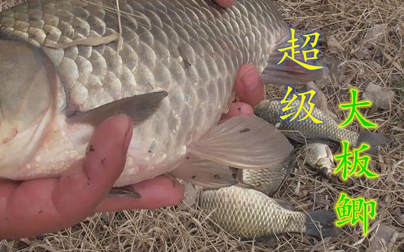 水庫怎樣釣野生大鯽_大物釣竿選購攻略_水庫野釣鯉魚