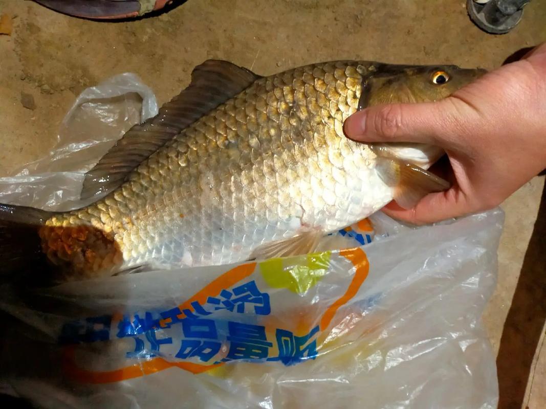 水庫野釣鯉魚_水庫怎樣釣野生大鯽_大物釣竿選購攻略