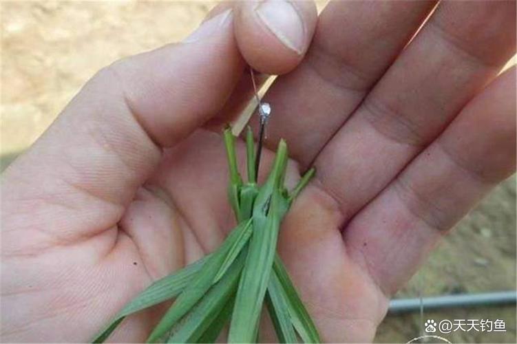 自制草魚餌料配方大全圖解_草魚餌料秘方_野釣草魚配方