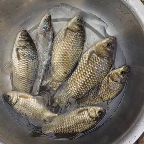 釣魚餌料選擇指南_老鬼餌料配方大全圖_老釣手廣譜餌推薦