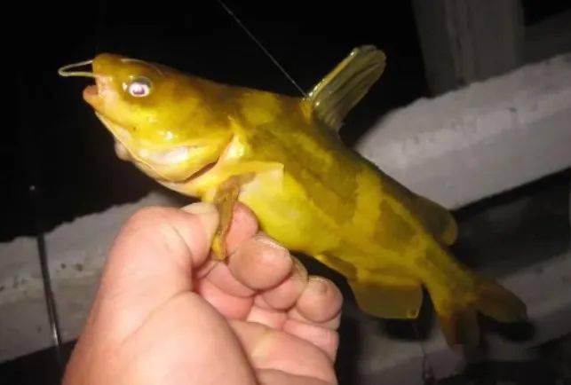 釣黃顙魚_野釣黃顙魚技巧_野生黃顙魚識別方法