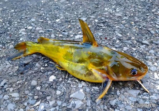 野生黃顙魚識別方法_釣黃顙魚_野釣黃顙魚技巧