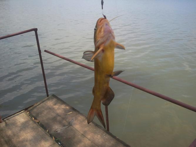 釣黃顙魚_野生黃顙魚識別方法_野釣黃顙魚技巧