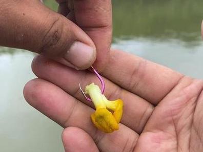 草魚餌料搭配方法視頻_春季草魚餌料選擇_草魚垂釣技巧