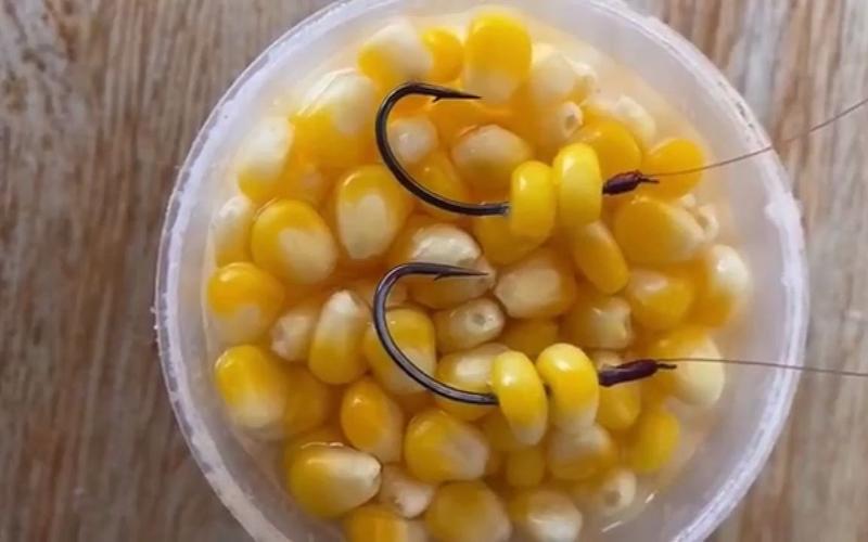 草魚習性特點_酒糟麥粒玉米餌制作方法_草魚餌料搭配技巧