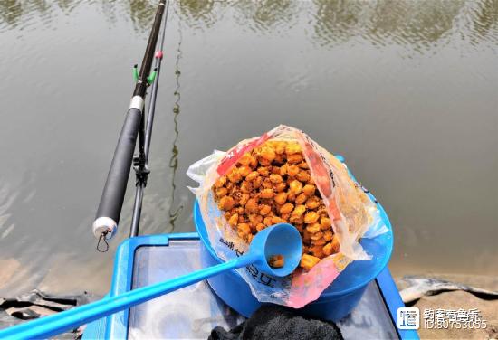 草魚餌料搭配技巧_酒糟麥粒玉米餌制作方法_草魚習性特點