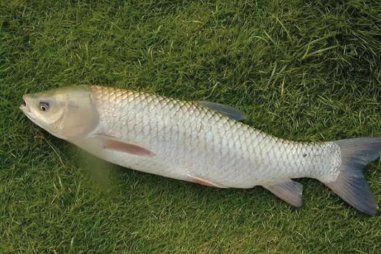 釣草魚餌料調配方法_草魚喜歡的氣味香草香_草魚餌料味型大全