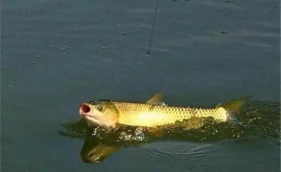 夏天釣草魚餌料味型_草魚最佳出釣時間選擇_盛夏草魚垂釣技巧