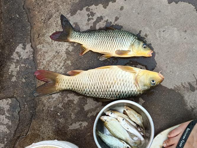 野釣草魚餌料配方大全釣魚人必看_野戰藍鯽配方_藍鯽餌料搭配技巧