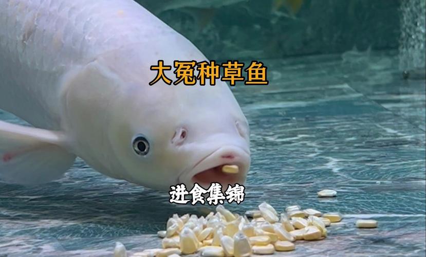 草魚餌料系數是多少_草魚天然植物餌料選擇_養草魚最佳餌料