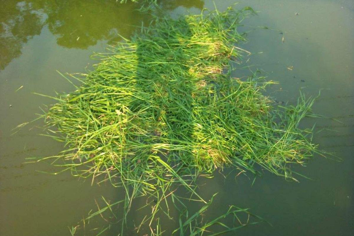 草魚天然植物餌料選擇_草魚餌料系數是多少_養草魚最佳餌料